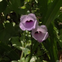 Gloxinia perennis (L.) Druce